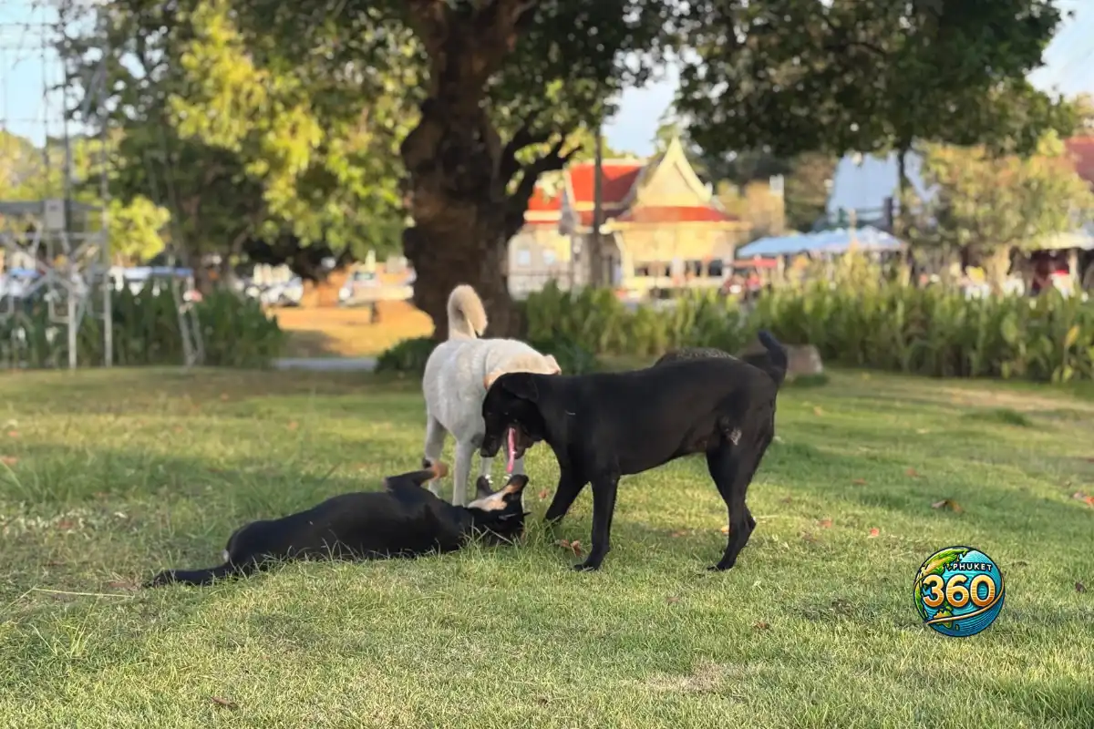 Chiens se reposant dans l’enceinte du temple Wat Chalong à Phuket