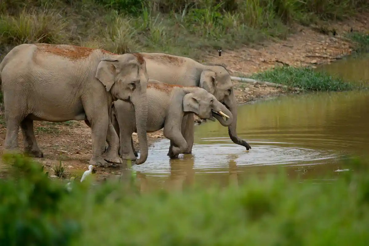 Hidden Forest Elephant Reserve à Chalong
