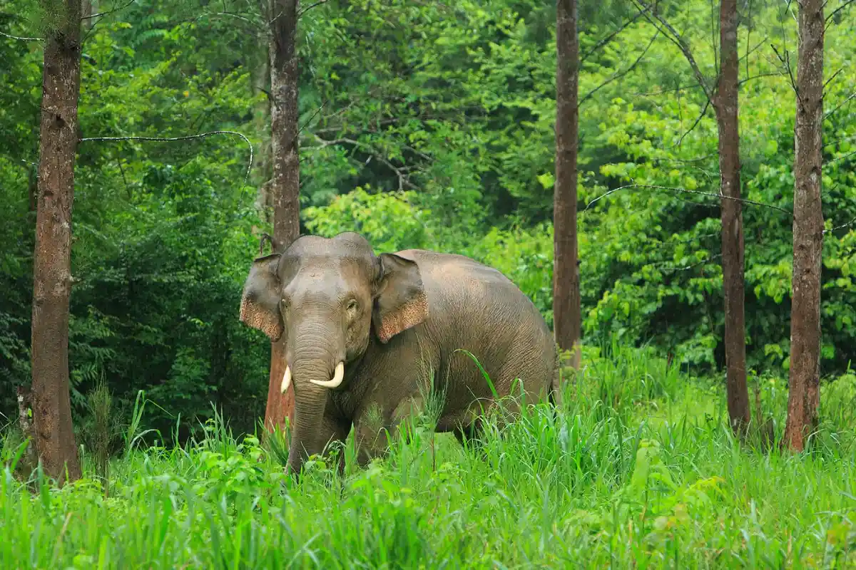 Phuket Elephant Nature Reserve à Si Sunthon