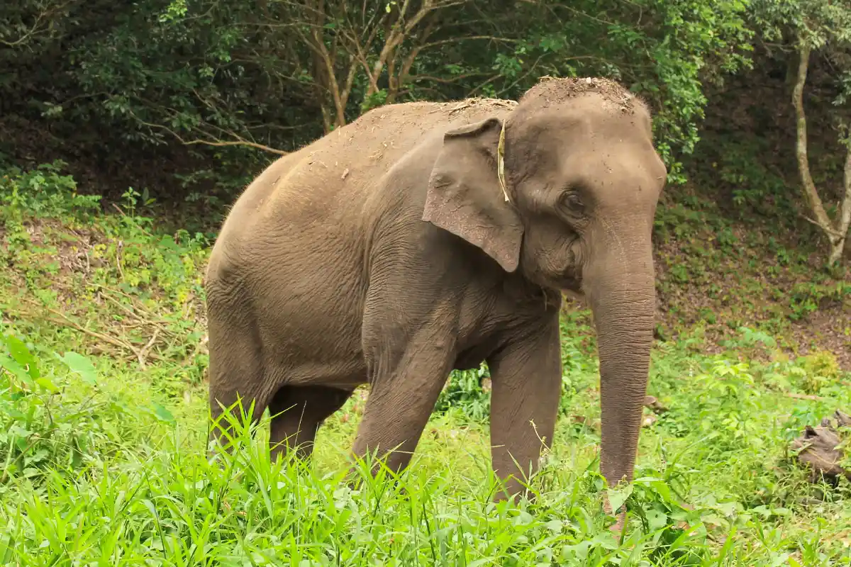 Phuket Elephant Sanctuary à Paklok