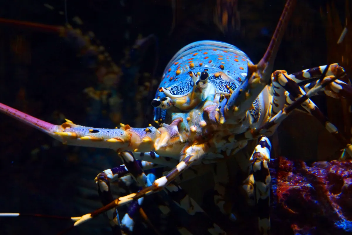 Gros plan sur une langouste ornée vivante dans un aquarium, pour illustrer le Phuket Lobster Festival 2026