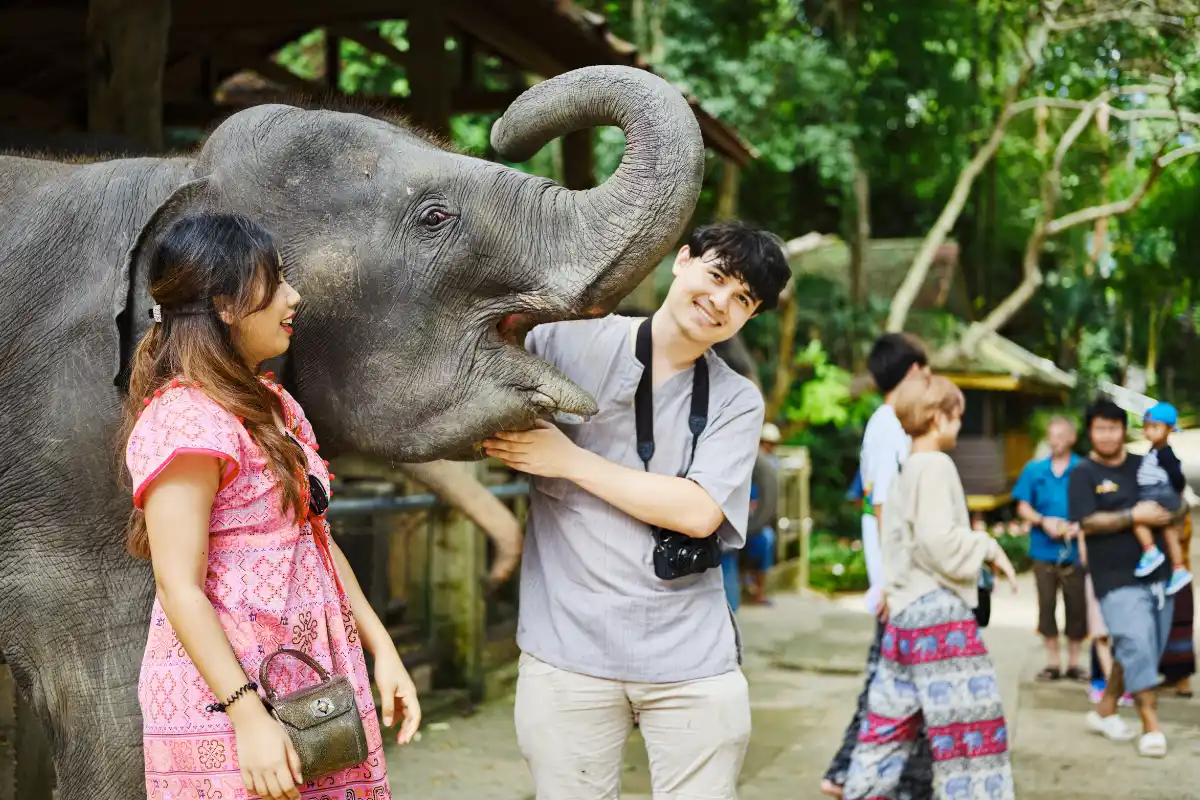 Top 3 : meilleurs sanctuaires d'éléphants éthiques à Phuket