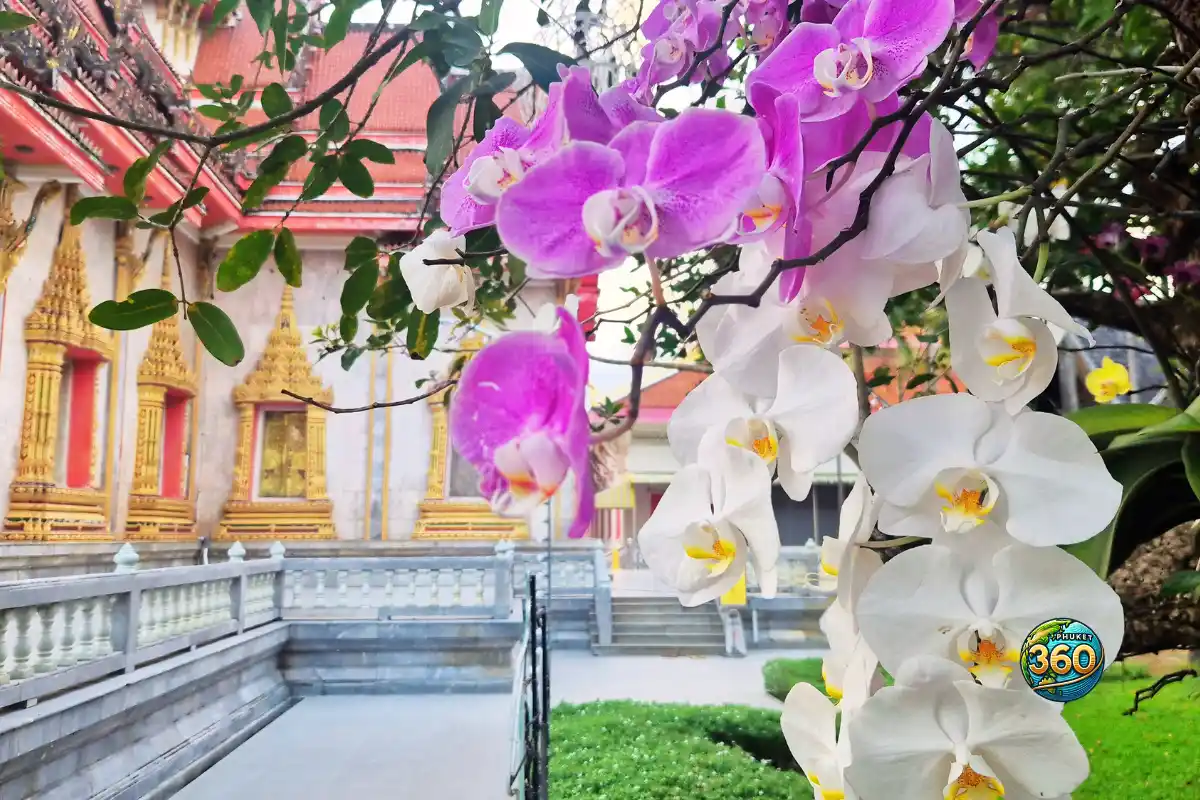 Orchidées blanches et violettes devant un bâtiment du Wat Chalong à Phuket