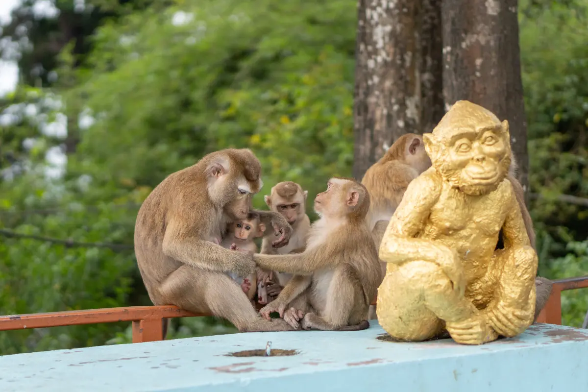 Monkey Hill à Phuket Town